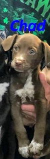 Chad - Has a Foster-to-Adopt Home!