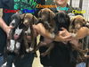 Chad - Has a Foster-to-Adopt Home!