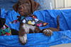Chad - Has a Foster-to-Adopt Home!