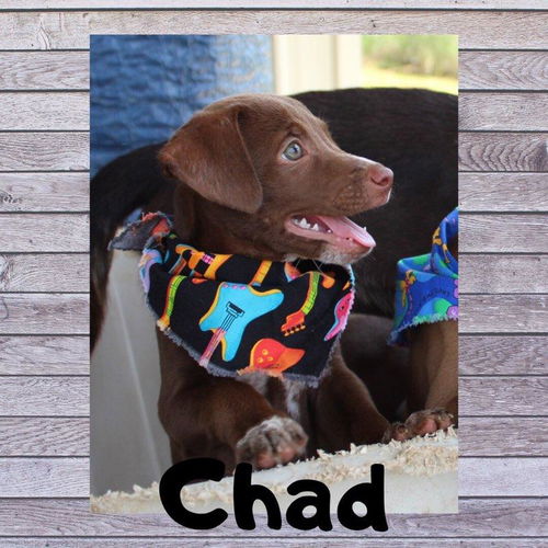 Chad - Has a Foster-to-Adopt Home!