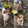 Lady (Beagle/Hound mix)