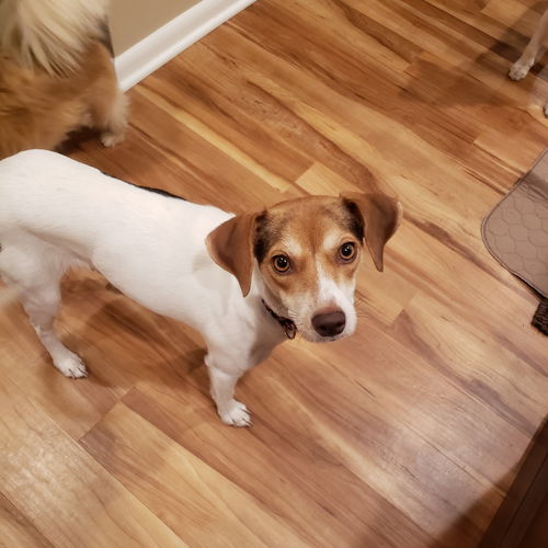 Lady (Beagle/Hound mix)