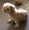 Mabel - Adoption Pending!