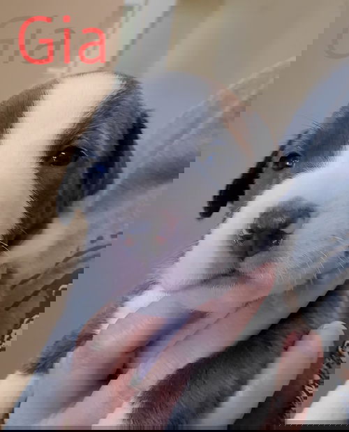 Gia