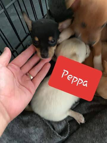 Peppa