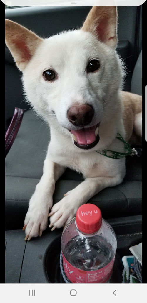 Jake - Shiba inu