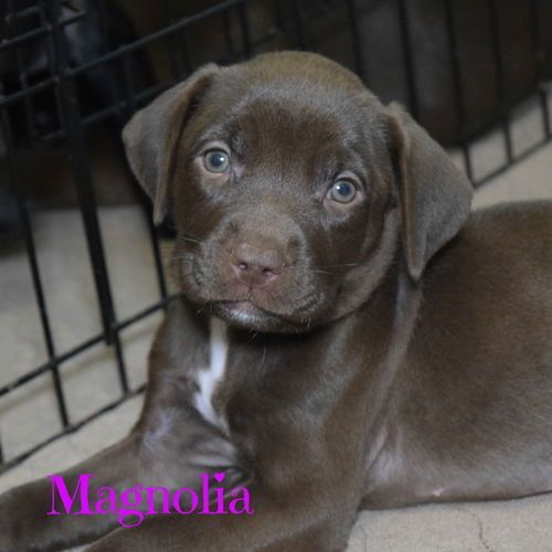 Magnolia (puppy)