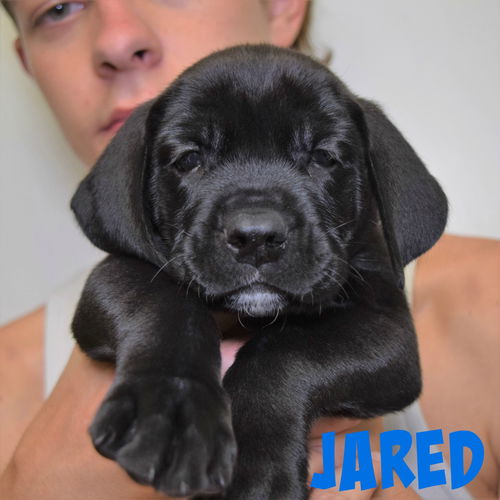 Jared