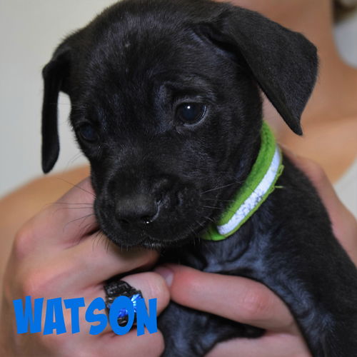 Watson