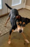 Reese - Has a foster-to-adopt home!