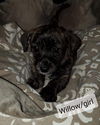 Willow