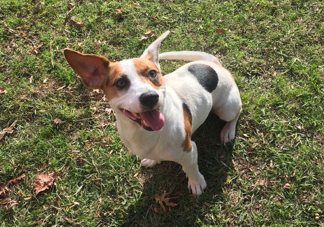 Jack russell best sale hound mix