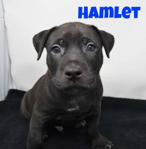 Hamlet now Dozee