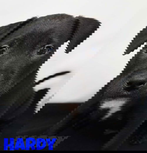 Hardy