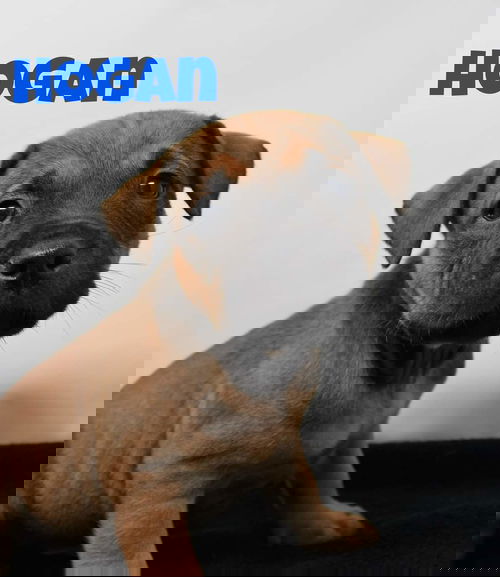 Hogan