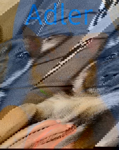 Adler