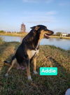 Addie