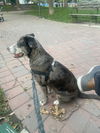 Tracie