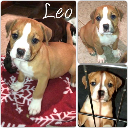 Leo