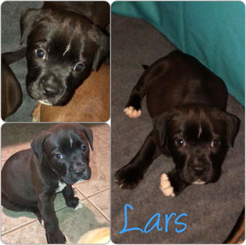 Lars