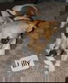 Lilly (JRT)