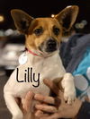 Lilly (JRT)