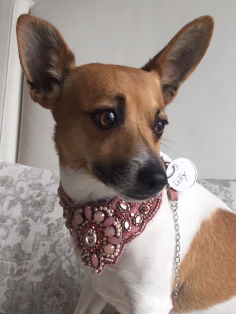 Lilly (JRT)