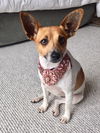 Lilly (JRT)