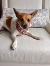 Lilly (JRT)