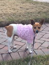 Lilly (JRT)