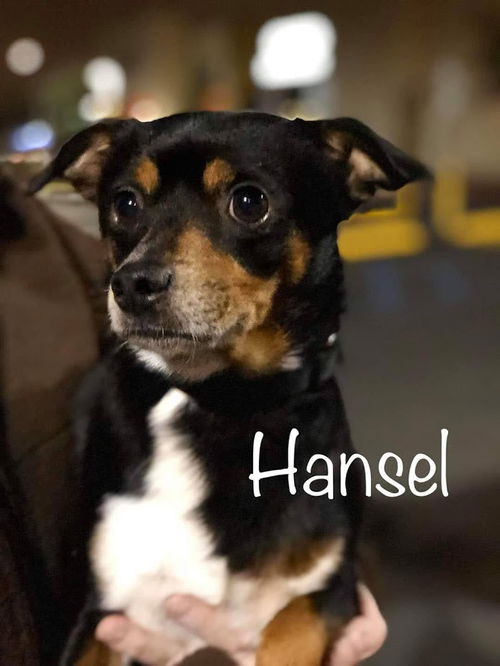 Hansel