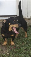 Figi