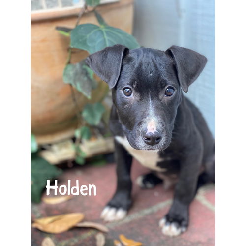 Holden