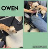 Owen Bacio - Perfect Companion!