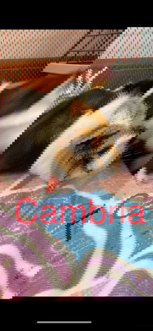 Cambria