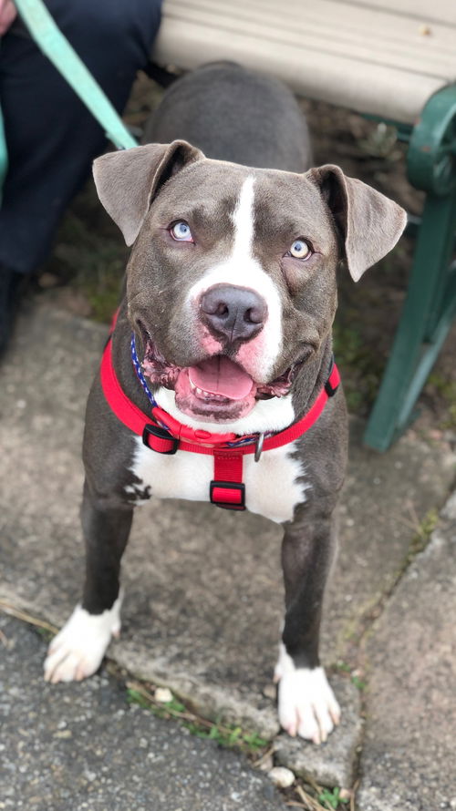 Frankie