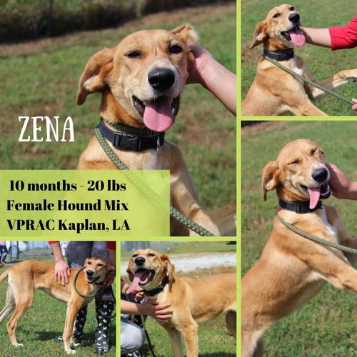 Zena