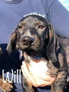 Will