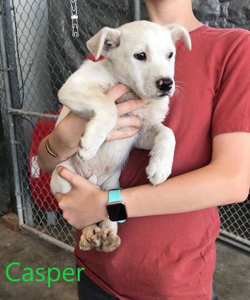 Casper