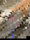Maggie