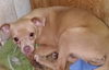 Wilbur