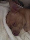 Wilbur