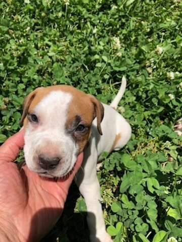 Waylon