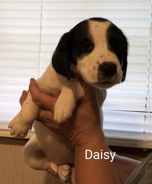 Daisy