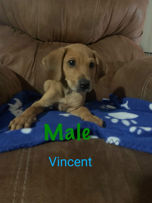 Vincent (now Finn)