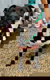 Holly