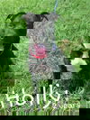 Holly