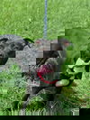 Holly