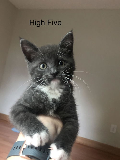 High Five