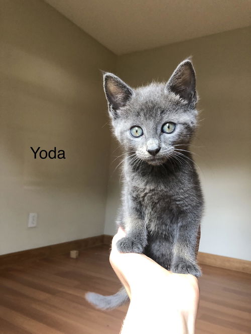 Yoda